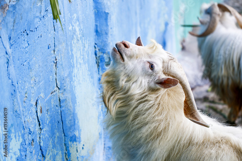 Fototapeta Naklejka Na Ścianę i Meble -  Goats eating grass leisurely