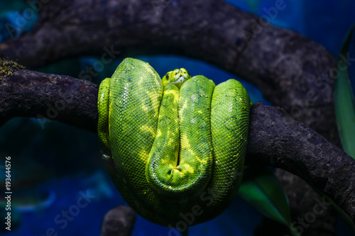 Snake kept in the zoo