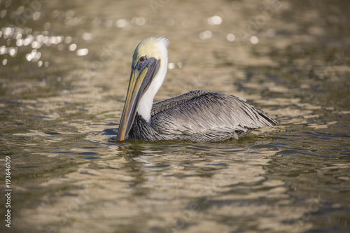 Brown Pelican swimming in shimmering water