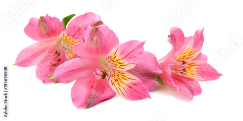 flowers isolated on white background. Alstroemeria