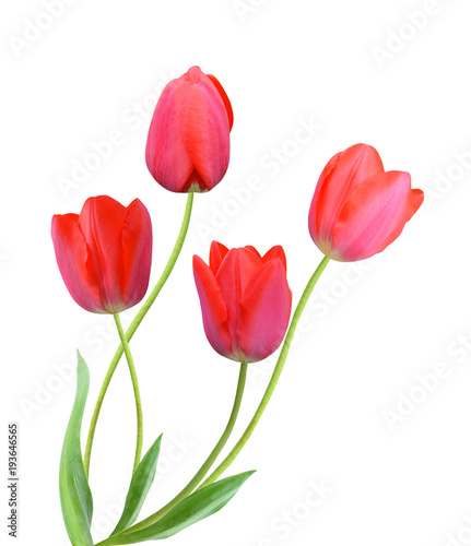  tulip flowers isolated on white background