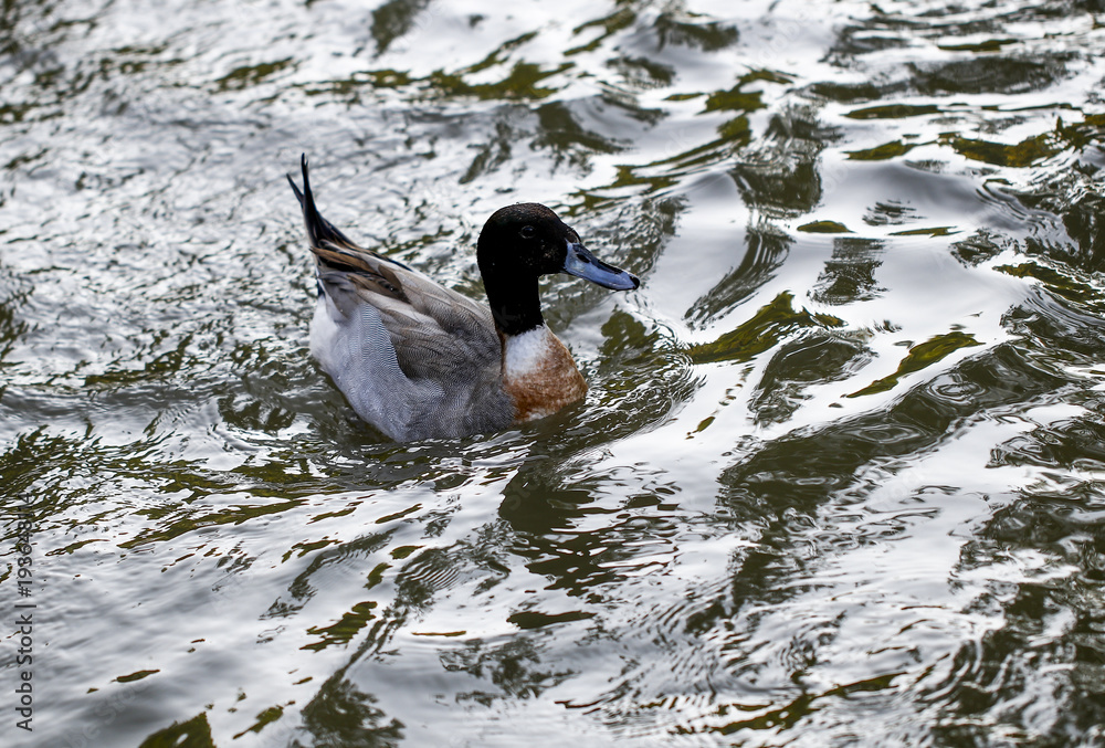Fototapeta premium Ducks feeding in the zoo