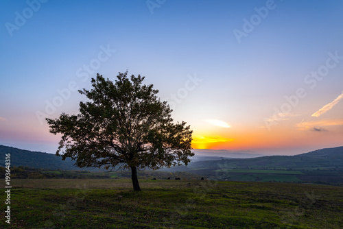 Lonely tree in field at sunset time