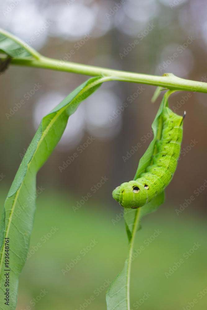 The caterpillar of the hawk the second name Adam's head . The caterpillar of the hawk the second name Adam's head .