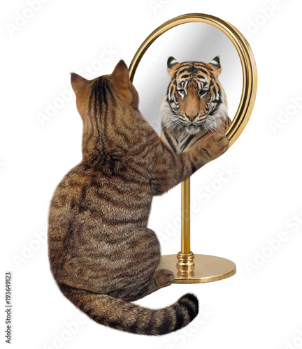 The cat looks at his reflection in a mirror. It sees a tiger there.