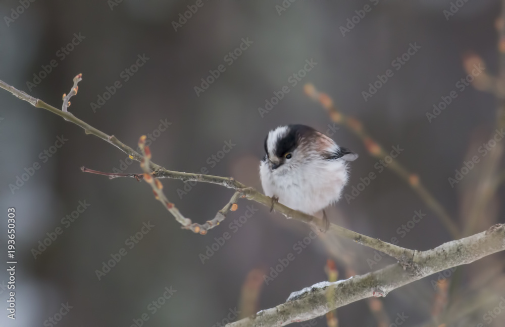 Naklejka premium Long-tailed Tit