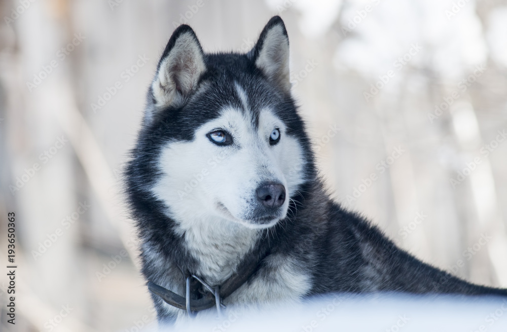 Siberian Husky dog portrait