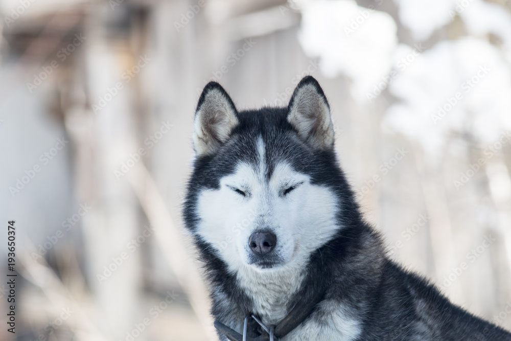 Siberian Husky dog portrait