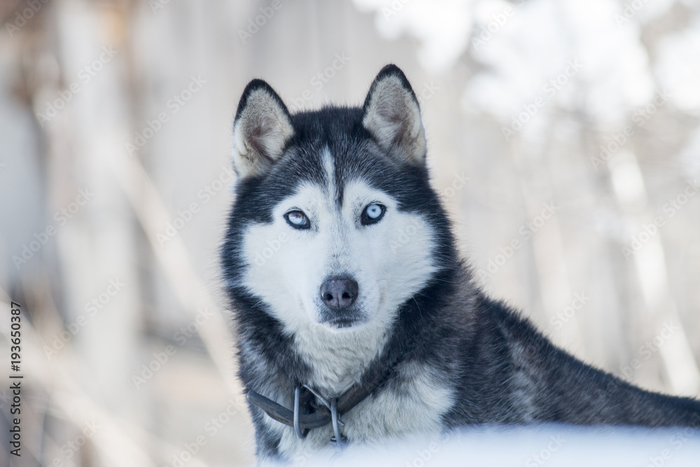 Siberian Husky dog portrait