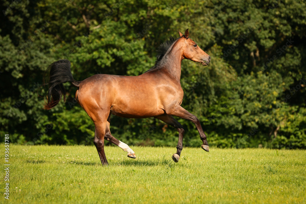 Fototapeta premium horse brown on the pasture in motion gangue gallop free running..