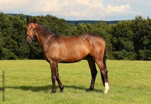 Horse brown on the pasture in side view, sales image..