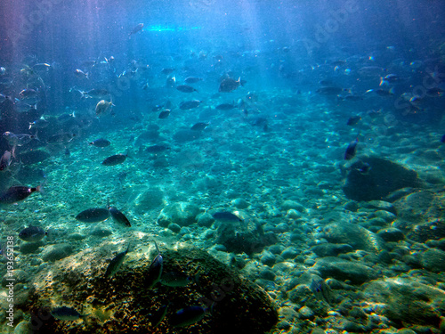 pez feliz bajo el mar
