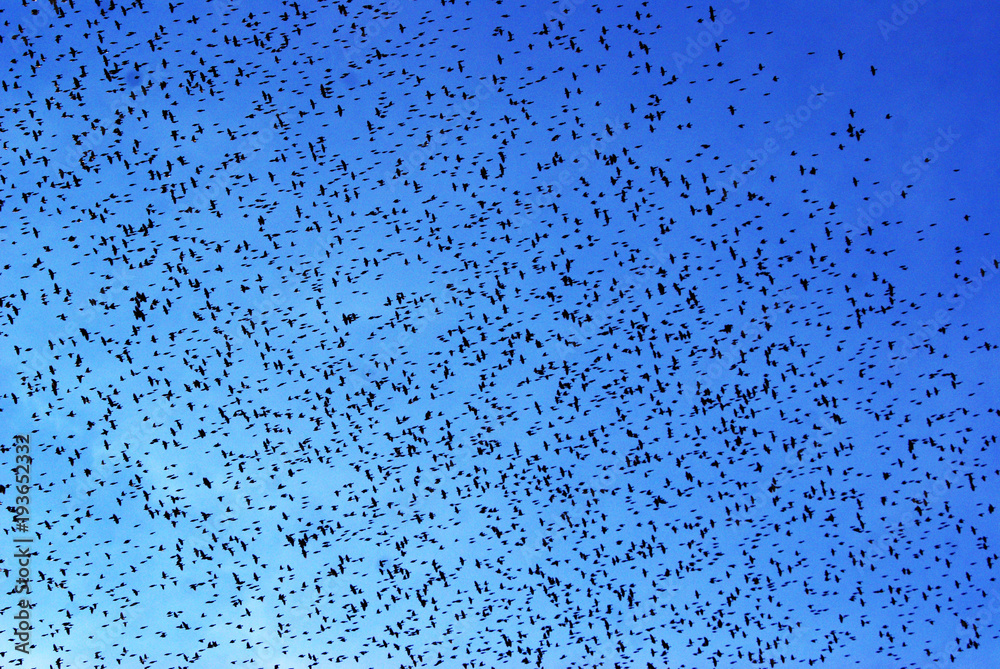Aves Aves