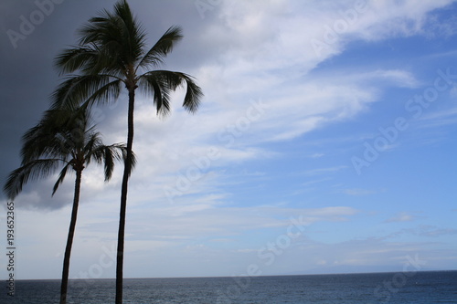 stormy palms 2