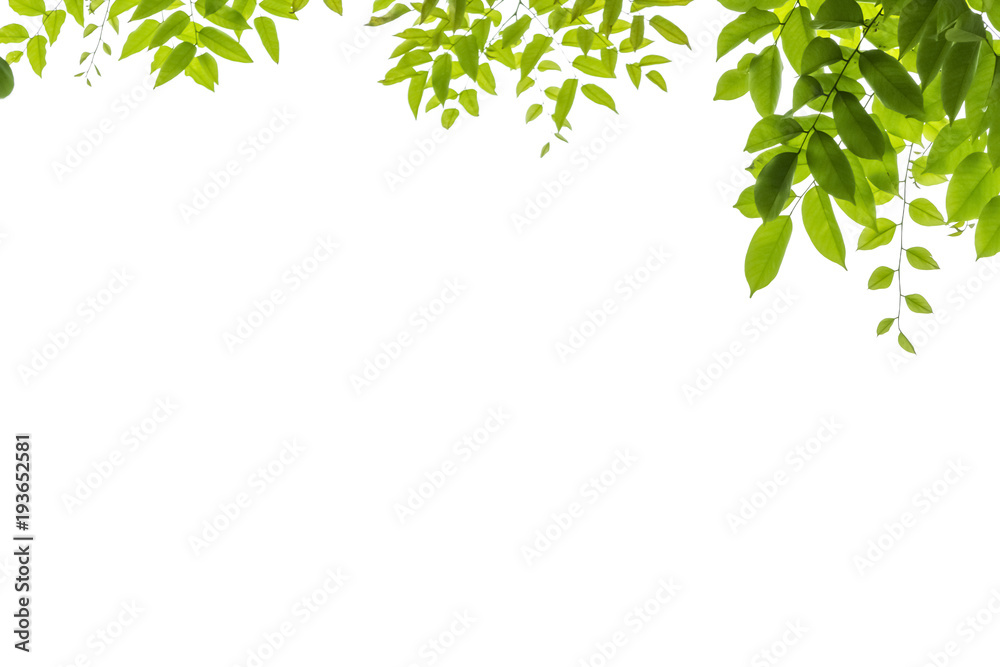 Tree leaf on white background with clipping path.