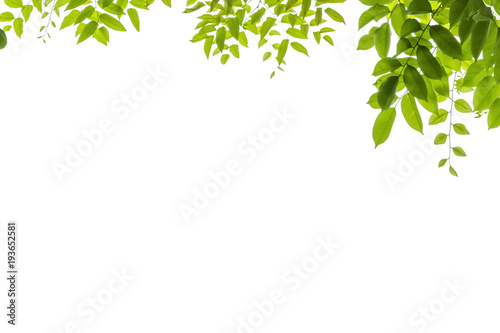 Tree leaf on white background with clipping path.