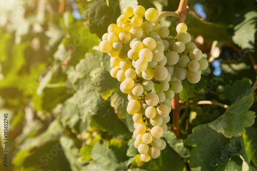 Large bunches of white grapes in the morning sun