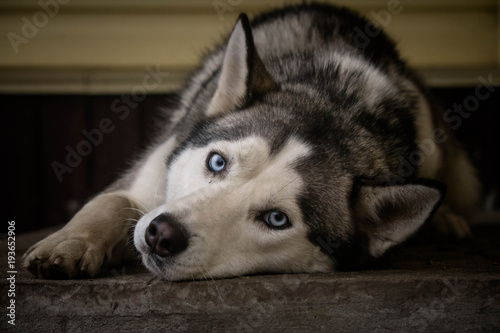 husky devotion blue-eyed dog photo