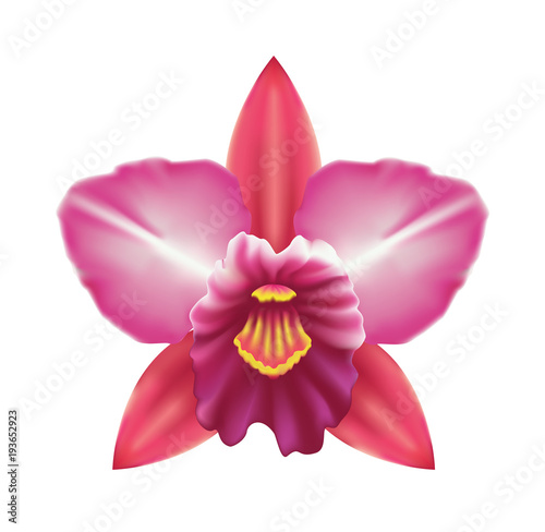 Orchid vector