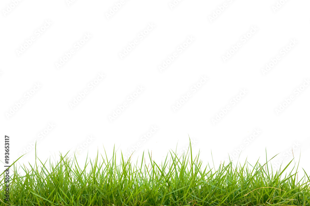green grass on white background green grass on white background