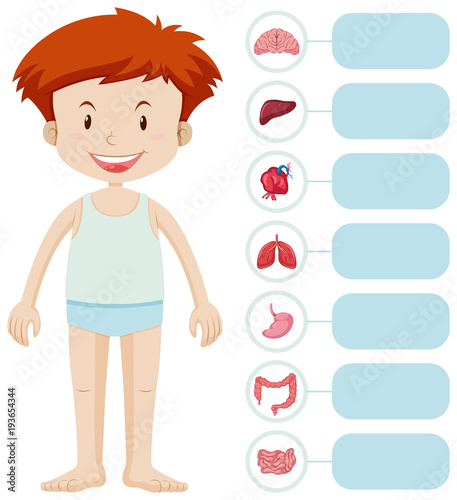 Human boy and different organs