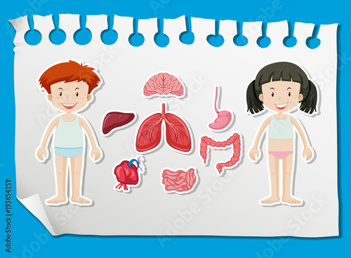 Boy and girl with different organs on chart