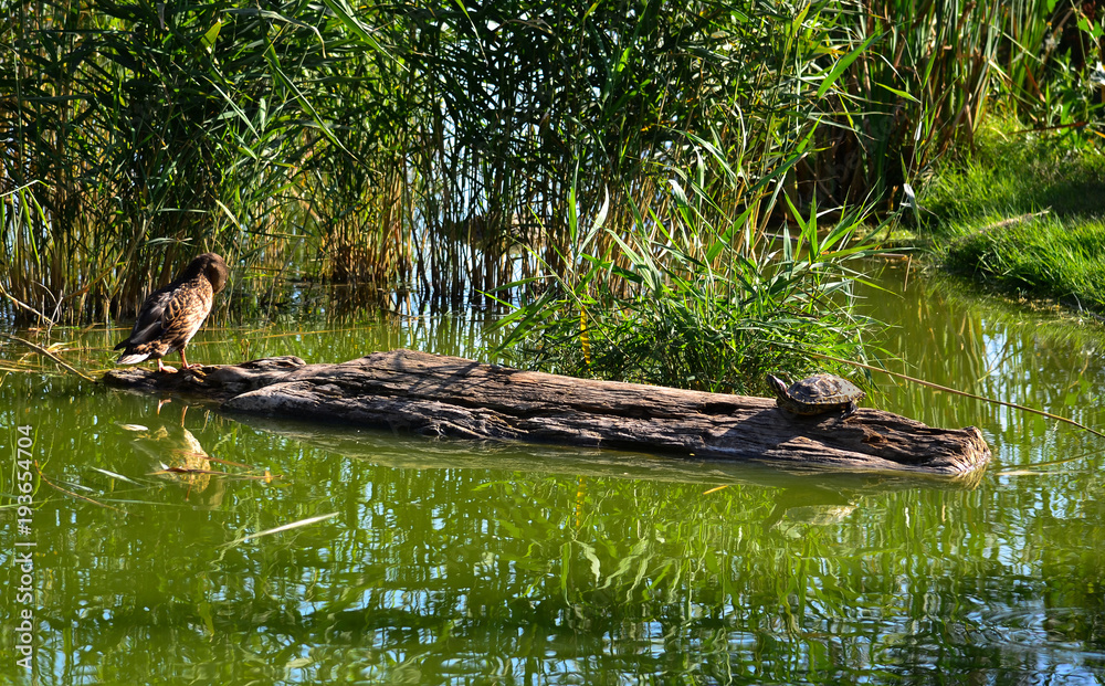 Fototapeta premium Duck and turtle