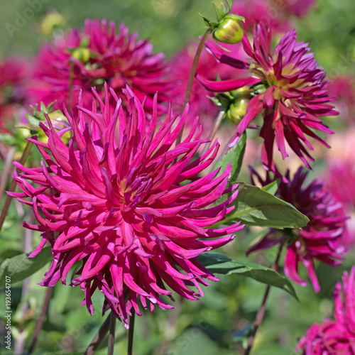 Fototapeta Naklejka Na Ścianę i Meble -  Dahlien, Dahlias