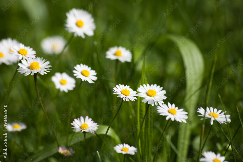 Blooming daisys, meadow Blooming daisys, meadow
