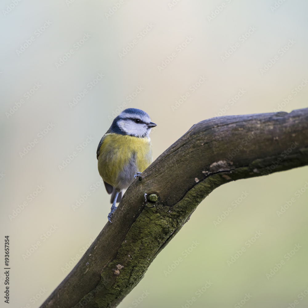 Fototapeta premium Stunning portrait of Blue Tit Cyanistes Caeruleus bird sitting in sunshine in forest landscape