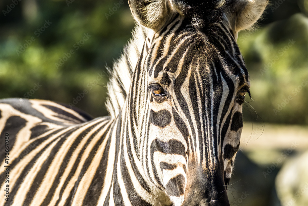 Fototapeta premium Close up of a zebra