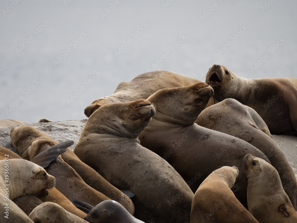 Fototapeta premium Seals Looking at an Upside Down World
