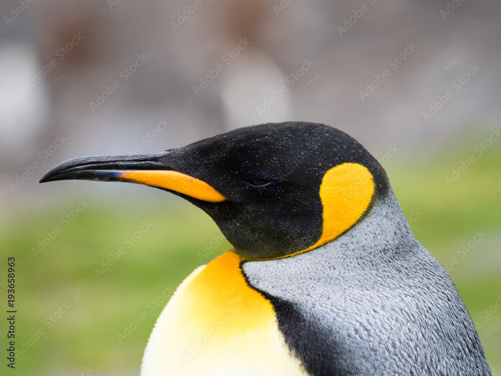 Close Up of King Penguin with Rain Drops on its feathers. Stock Photo |  Adobe Stock