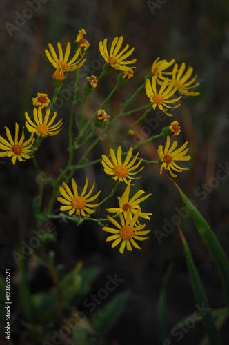 Jacobaea vulgaris - Якобея обыкновенная photo