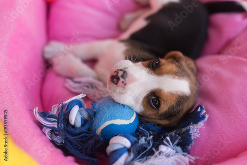 puppy beagle sleep in the bed photo