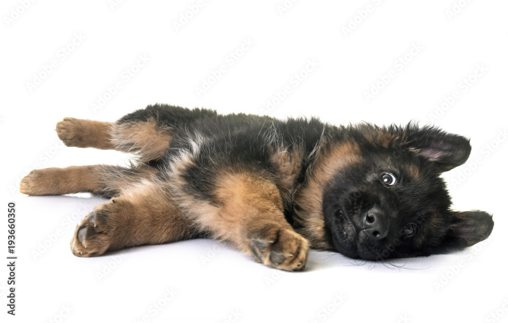 puppy german shepherd puppy german shepherd