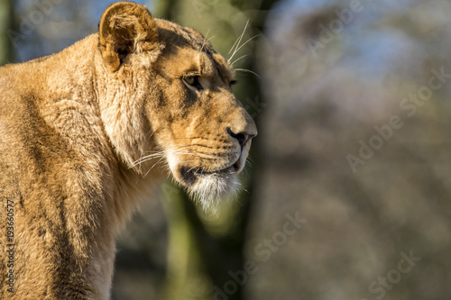 Fototapeta Naklejka Na Ścianę i Meble -  Close up of female lion