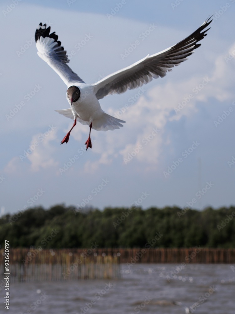 Seagulls in mangrove forest reserve bangpoo Thailand Seagulls in mangrove forest reserve bangpoo Thailand