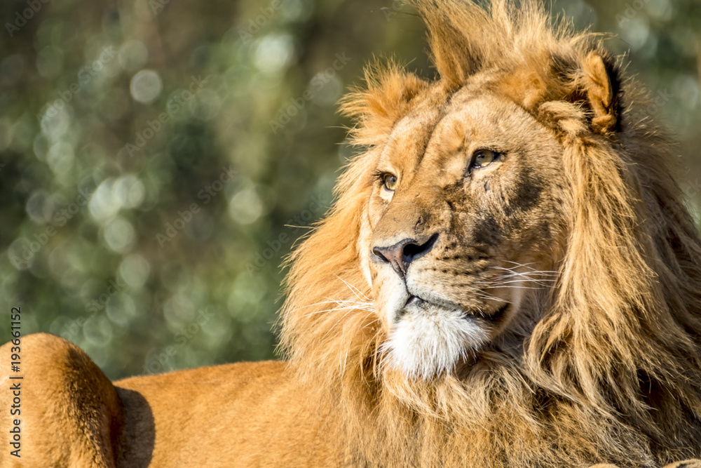 Fototapeta premium Close-up of male lion lying on a branch