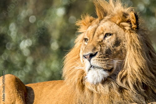 Fototapeta Naklejka Na Ścianę i Meble -  Close-up of male lion lying on a branch