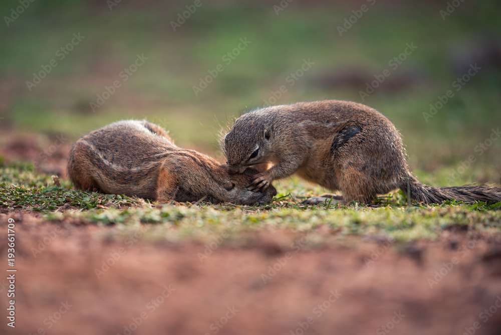 Squirrel grooming its friend