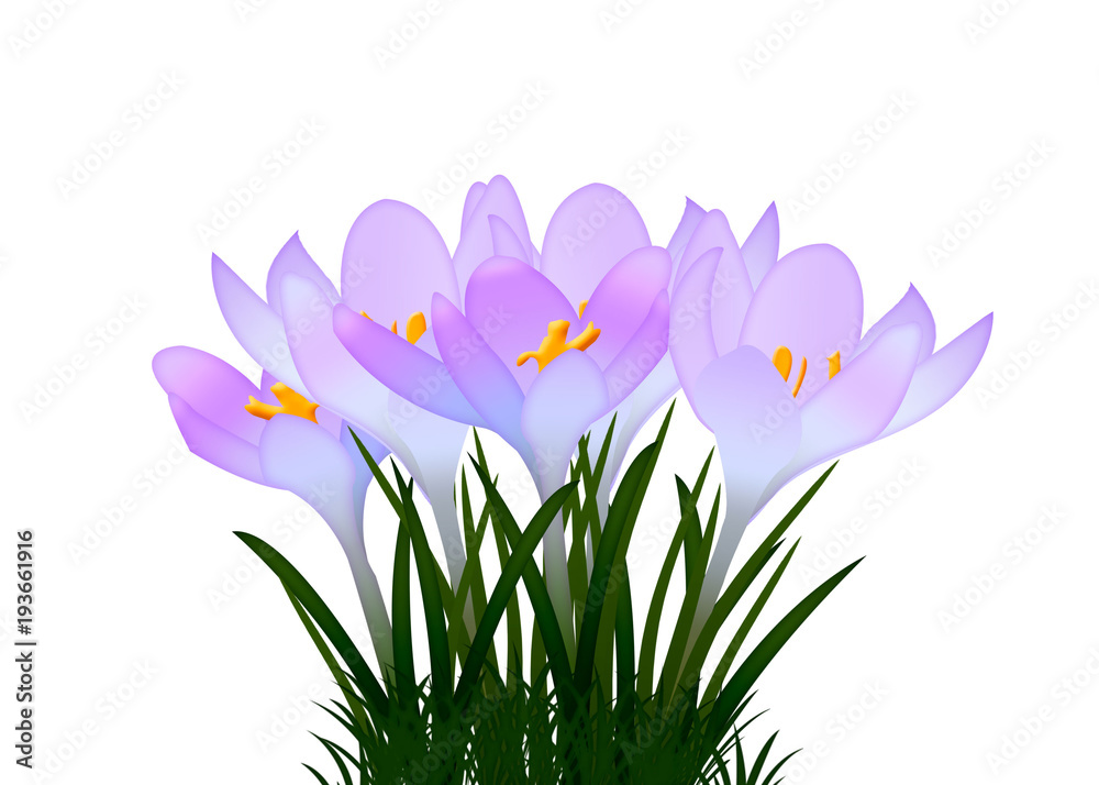 Fototapeta premium Purple crocuses with leaves on white background