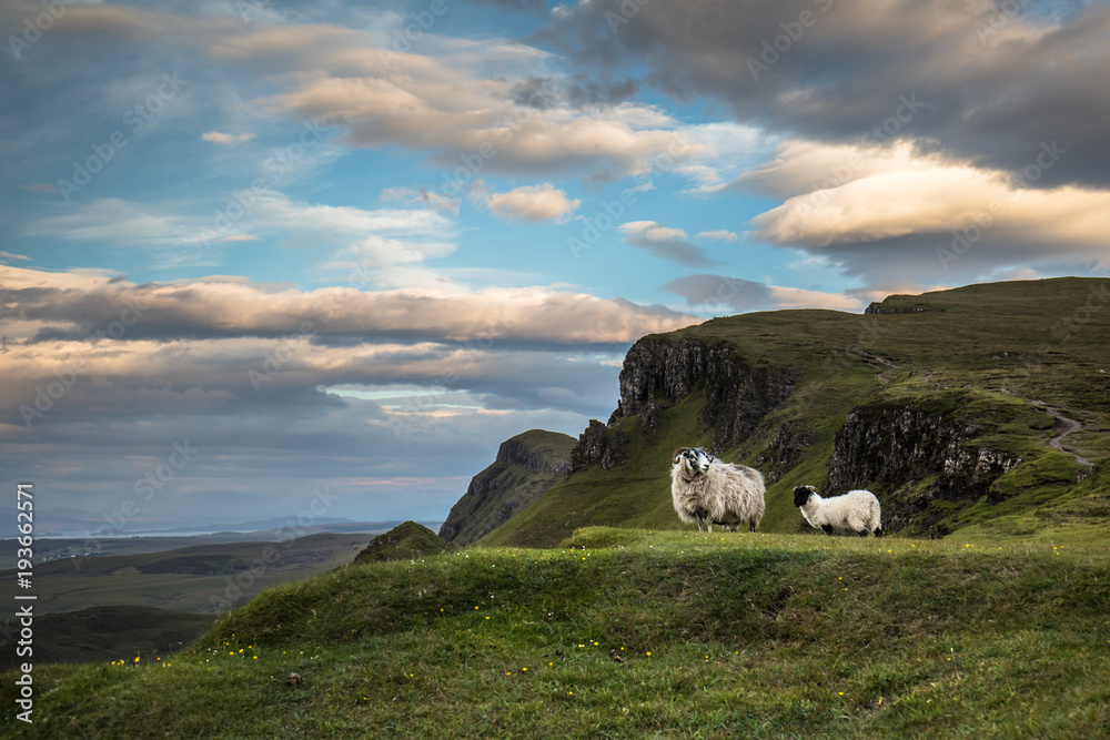 Sheep at the Quiraing, Isle of Skye