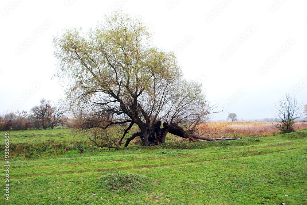 Willows tree with yellow leaves and grass glade and forest on the horizon, cloudy rainy sky and mist in Ukraine in autumn Willows tree with yellow leaves and grass glade and forest on the horizon, cloudy rainy sky and mist in Ukraine in autumn