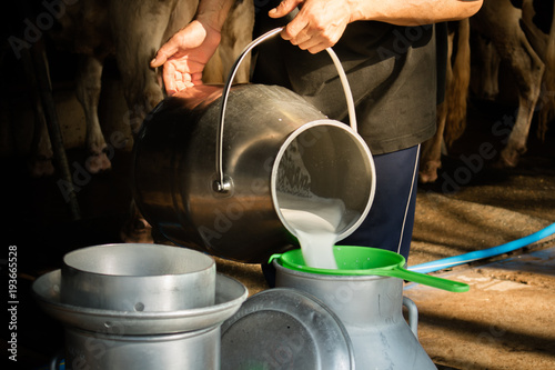 Bilde på lerret Dairy farming, worker is pouring fresh milk that got from milch cow pour down to the tank, It's the filtration contaminants process
