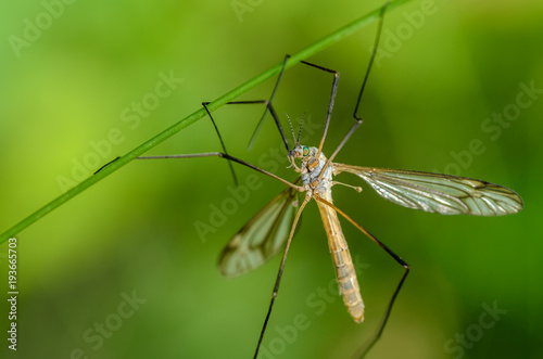 Mosquito of tipulidae with green eyes hanging on four paws © alex_1910