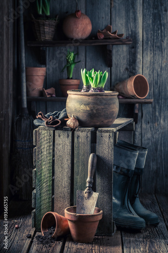 Spring and young flowers in wooden shed with gardening tools © shaiith