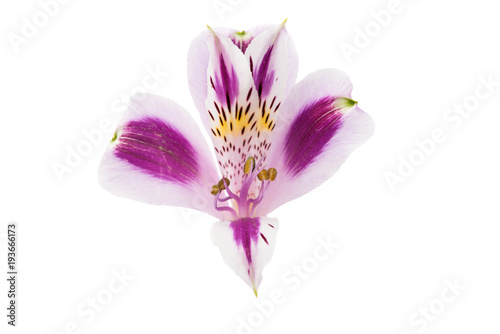 Alstroemeria isolated