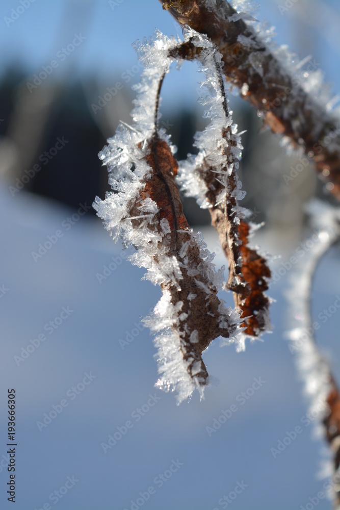 leaf with ice crystal