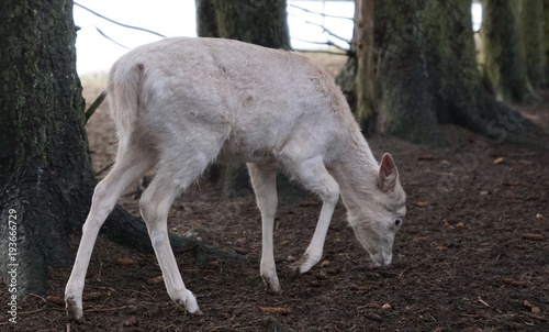 Albino Dear eating in forest 